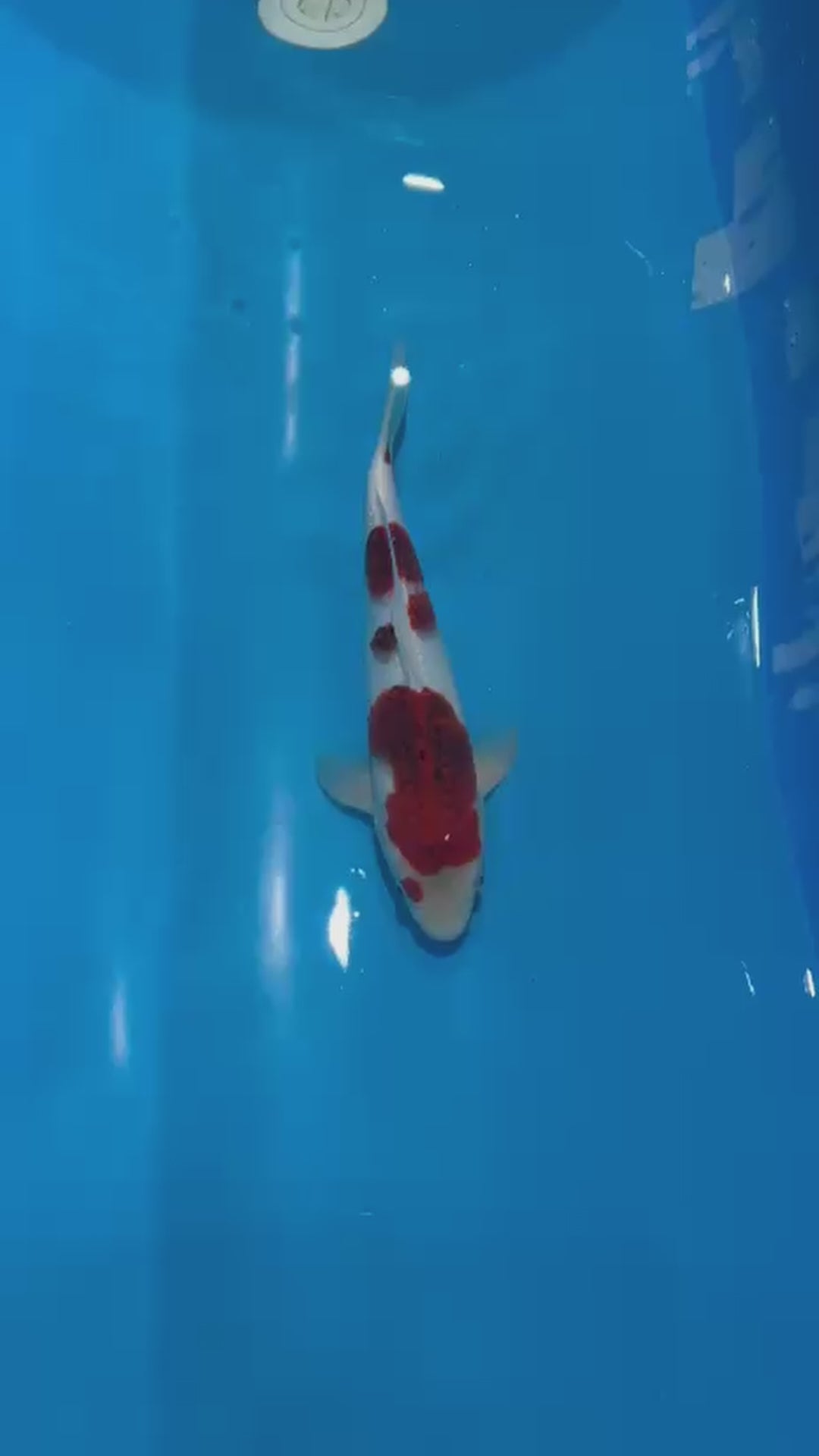 BEST IN ENTRY INTERNATIONAL JUNIOR KOI SHOW