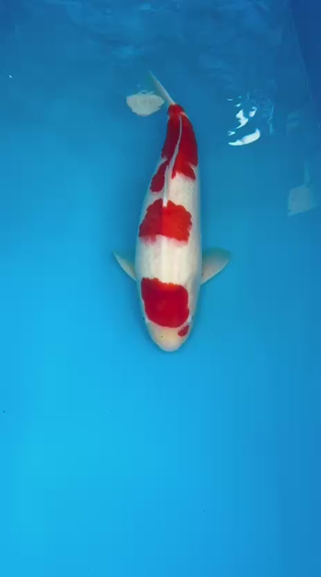 AUC0610 Kohaku Certificated